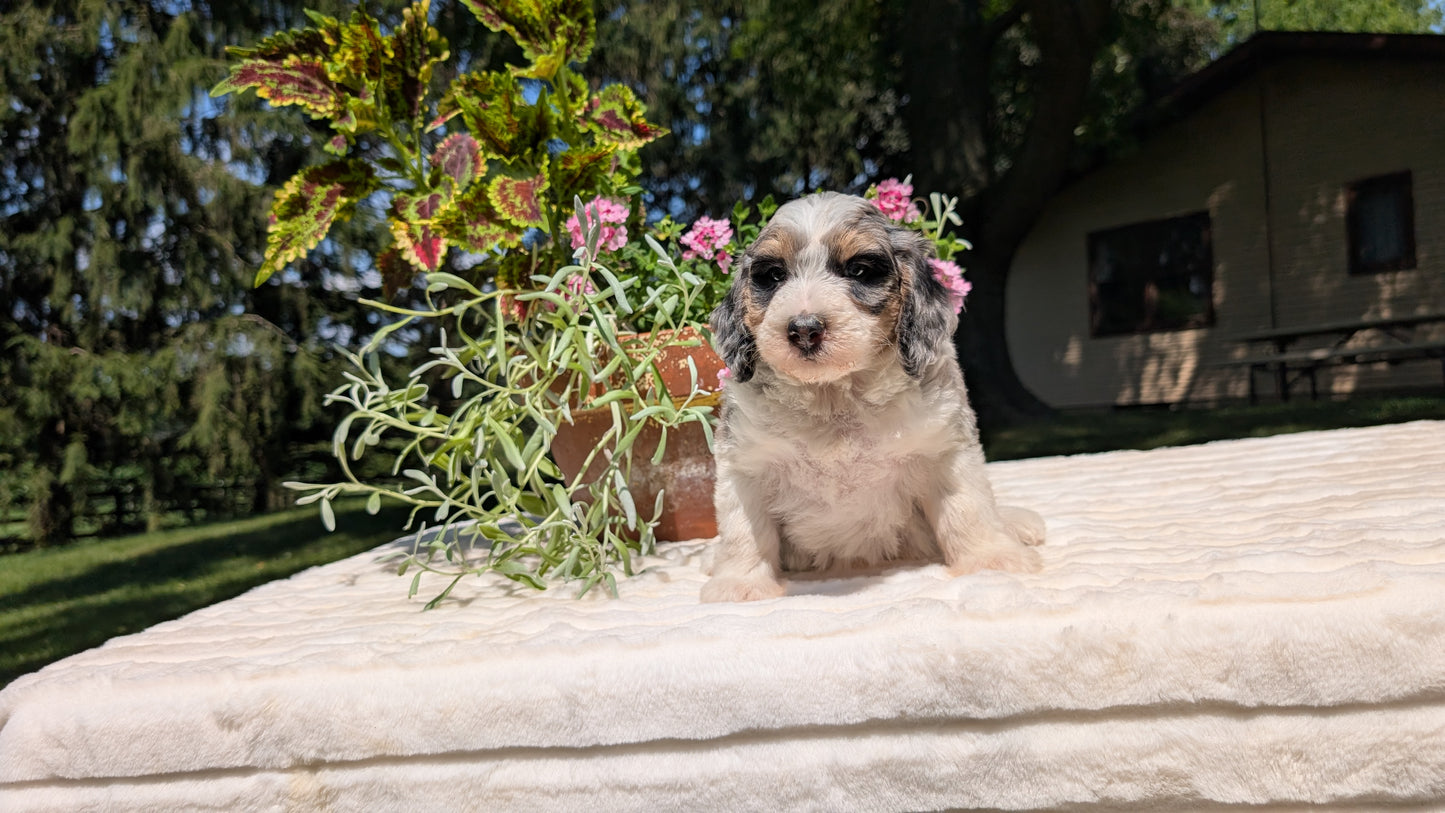 MINI BERNEDOODLE (06/11) FEMALE