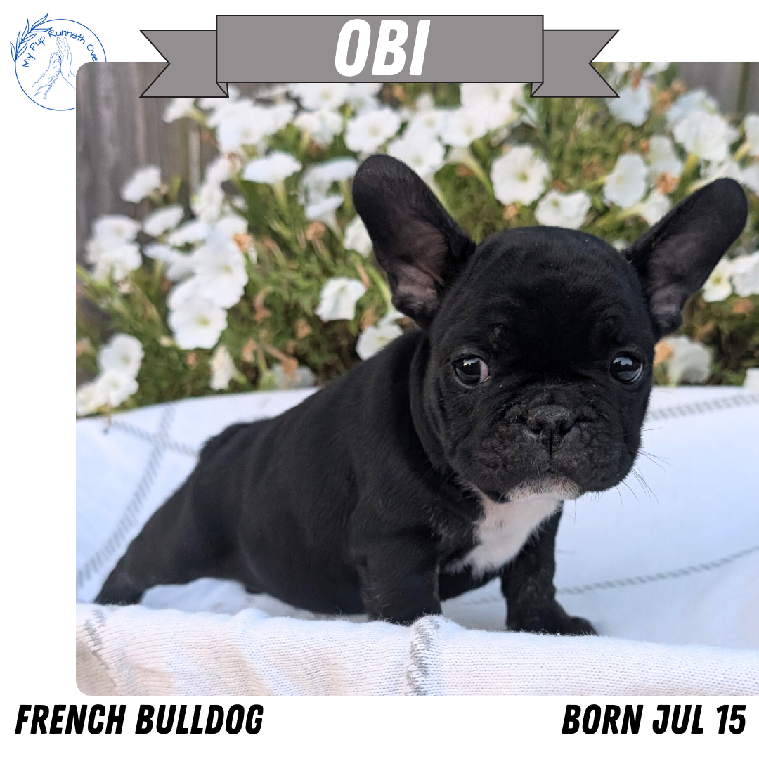 FRENCH BULLDOG (07/15) MALE
