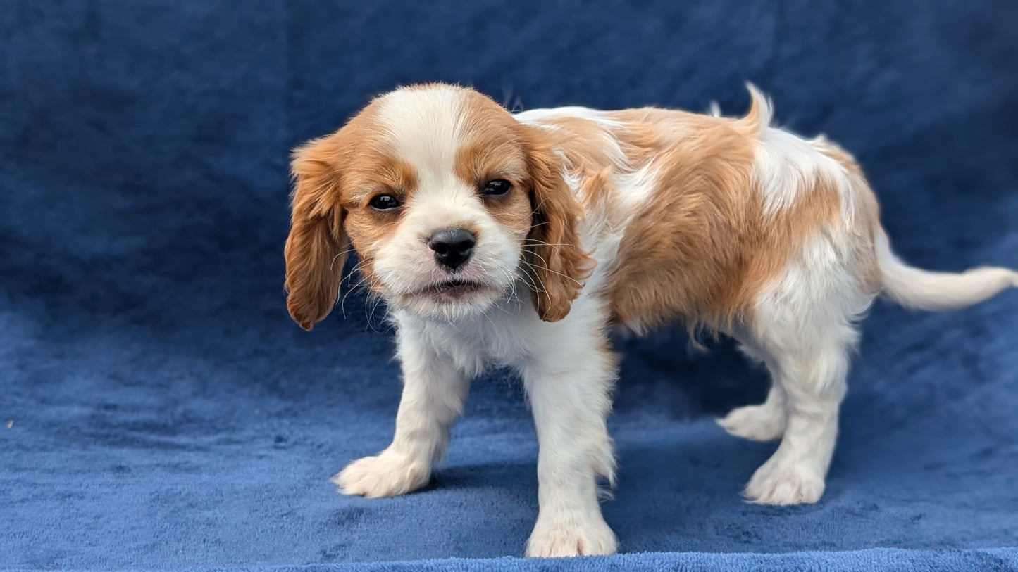 CAVALIER (05/19) MALE