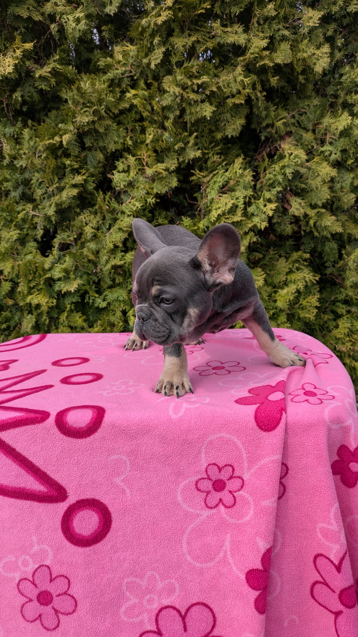 FRENCH BULLDOG (12/21) MALE