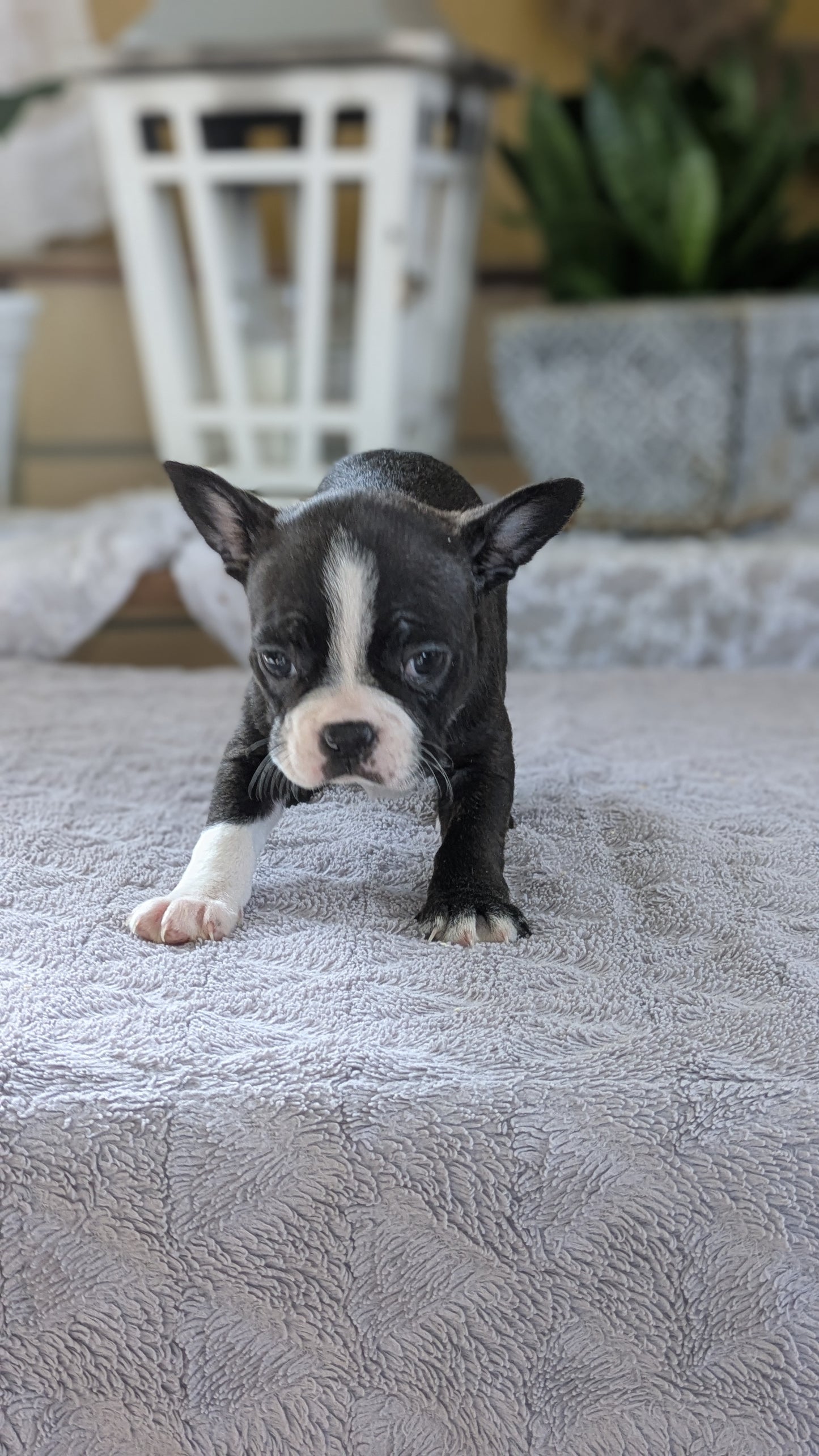 BOSTON TERRIER (12/09) FEMALE