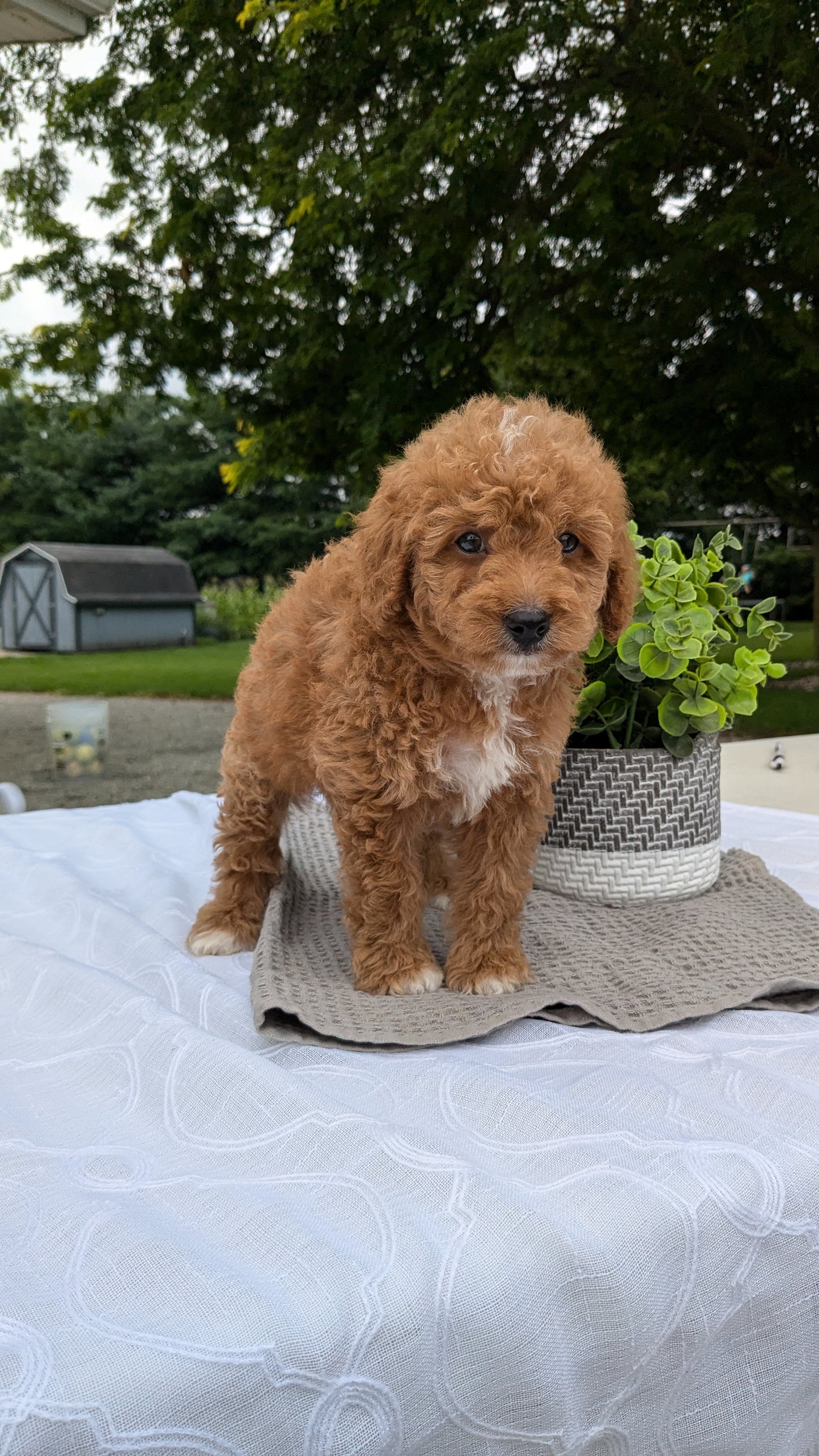 MINI GOLDENDOODLE (06/09) MALE