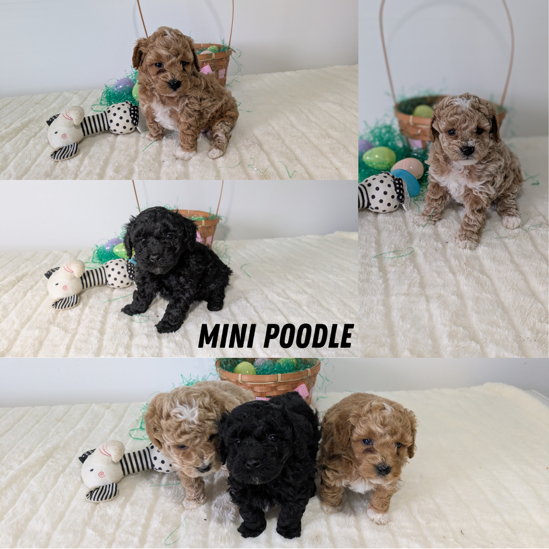 MINI POODLE (03/13) MALE
