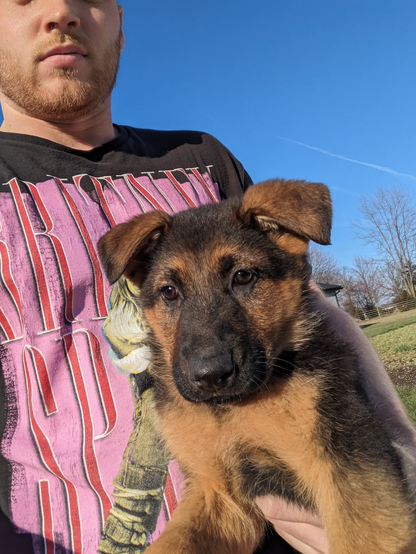 German Shepherd (01/09) Female