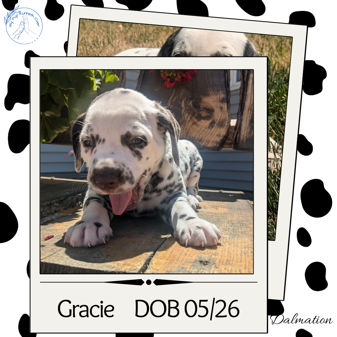 DALMATIAN (05/26) FEMALE
