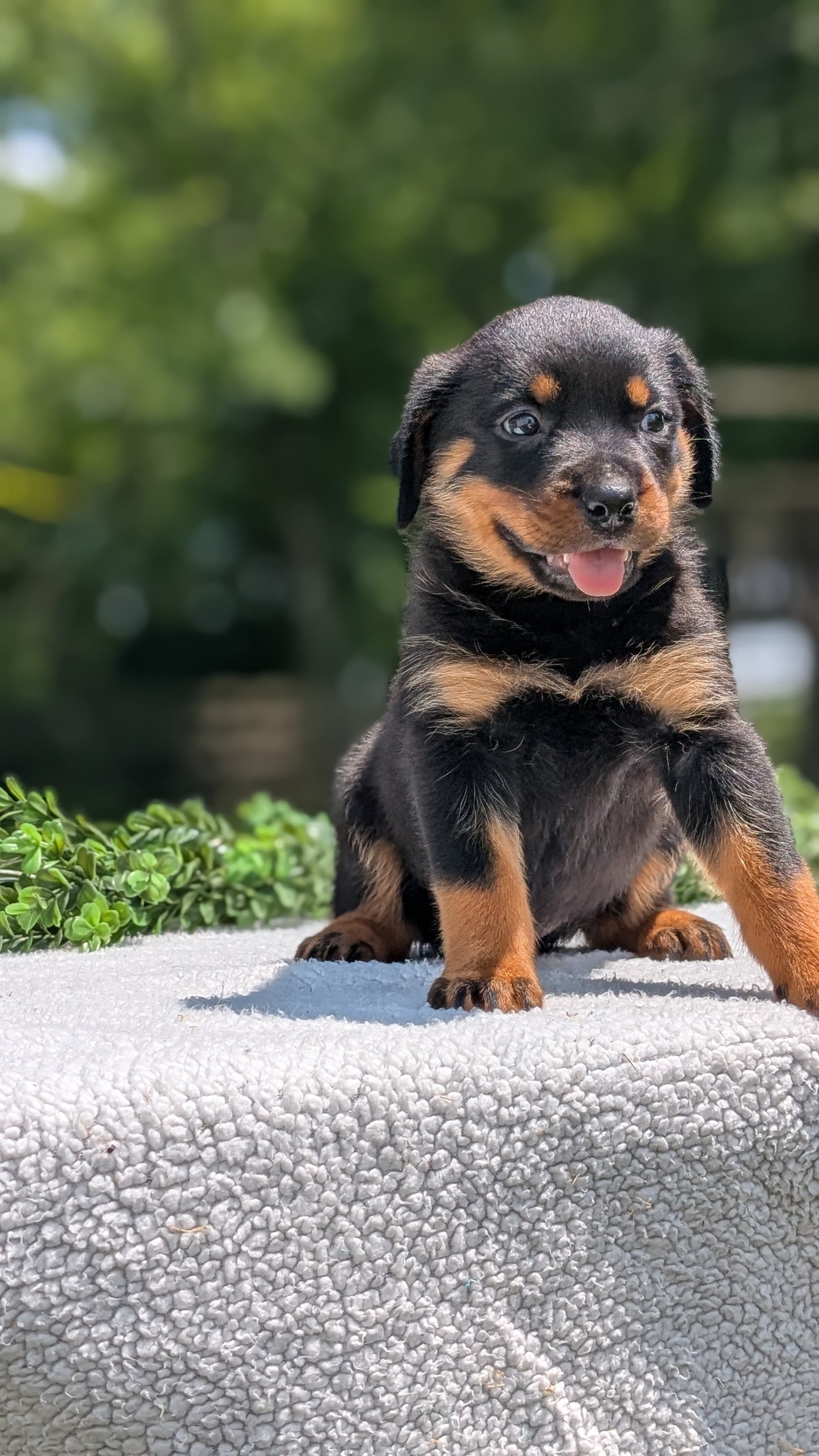 ROTTWEILER (05/28) FEMALE