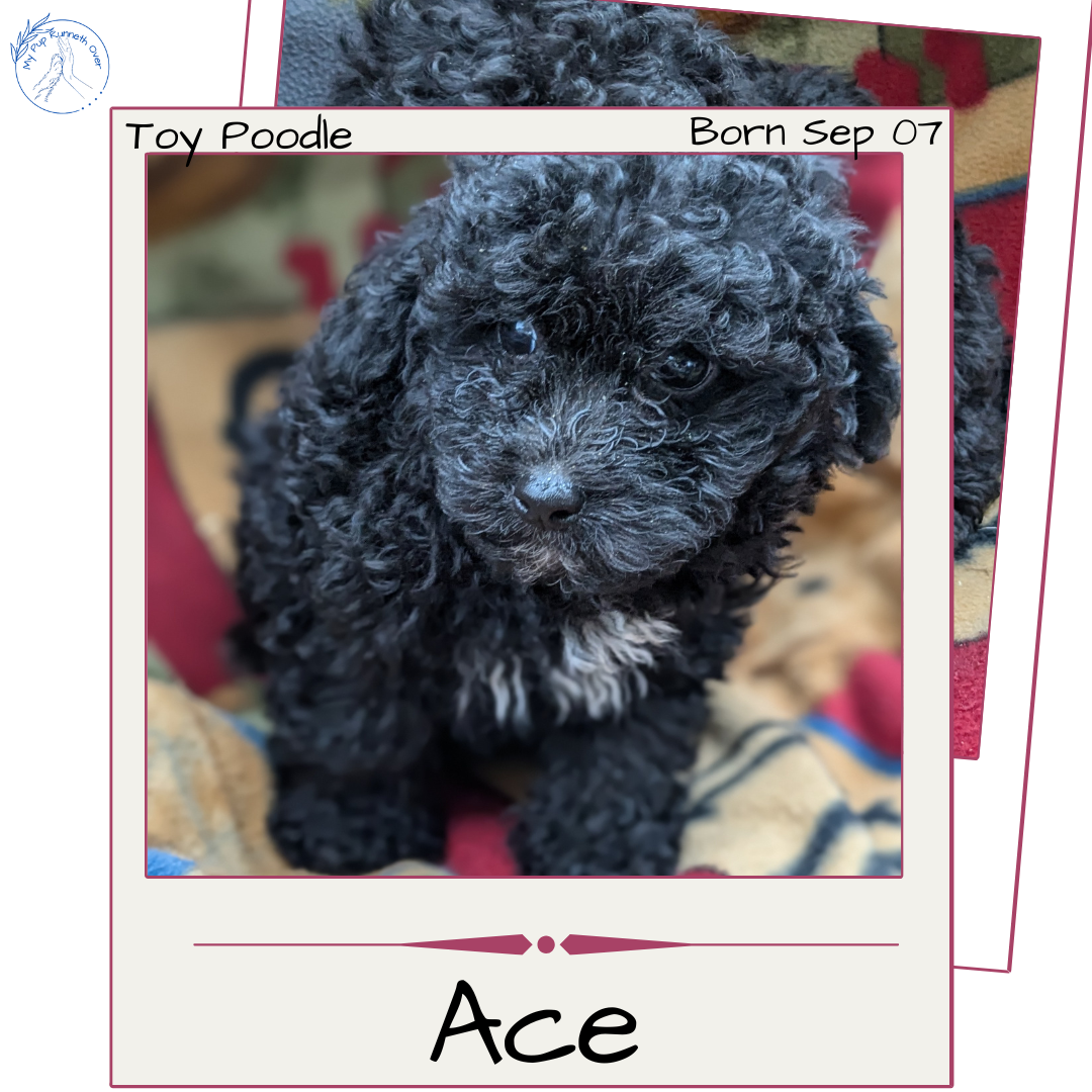 TOY POODLE (09/07) MALE