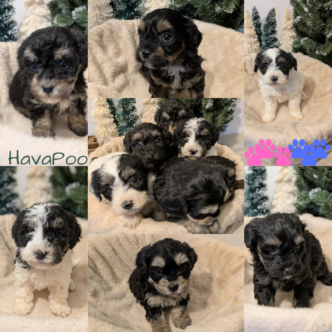 HAVAPOO (11/04) MALE