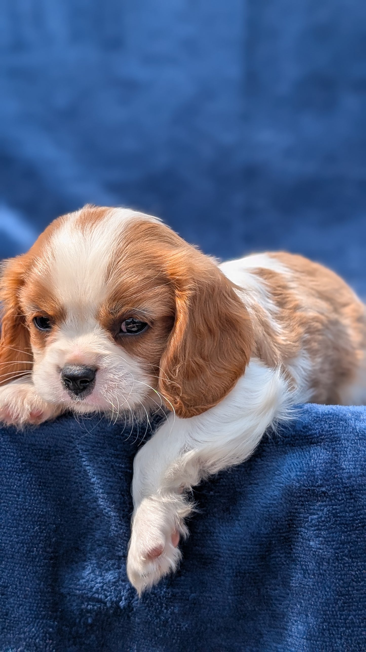CAVALIER (05/19) MALE