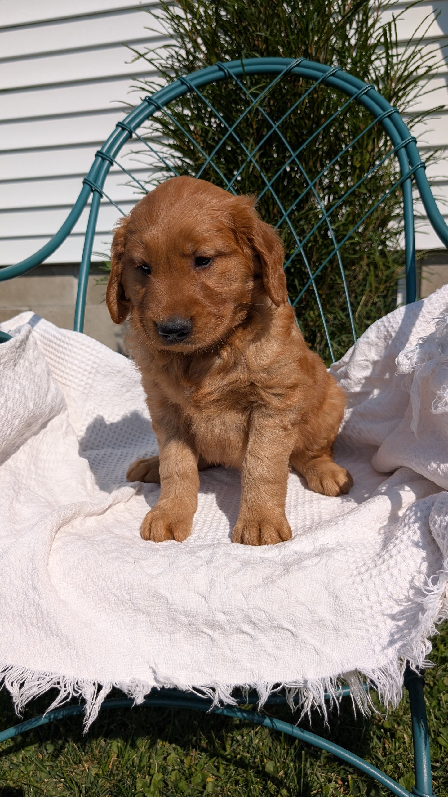 GOLDEN RETRIEVER (07/24) MALE