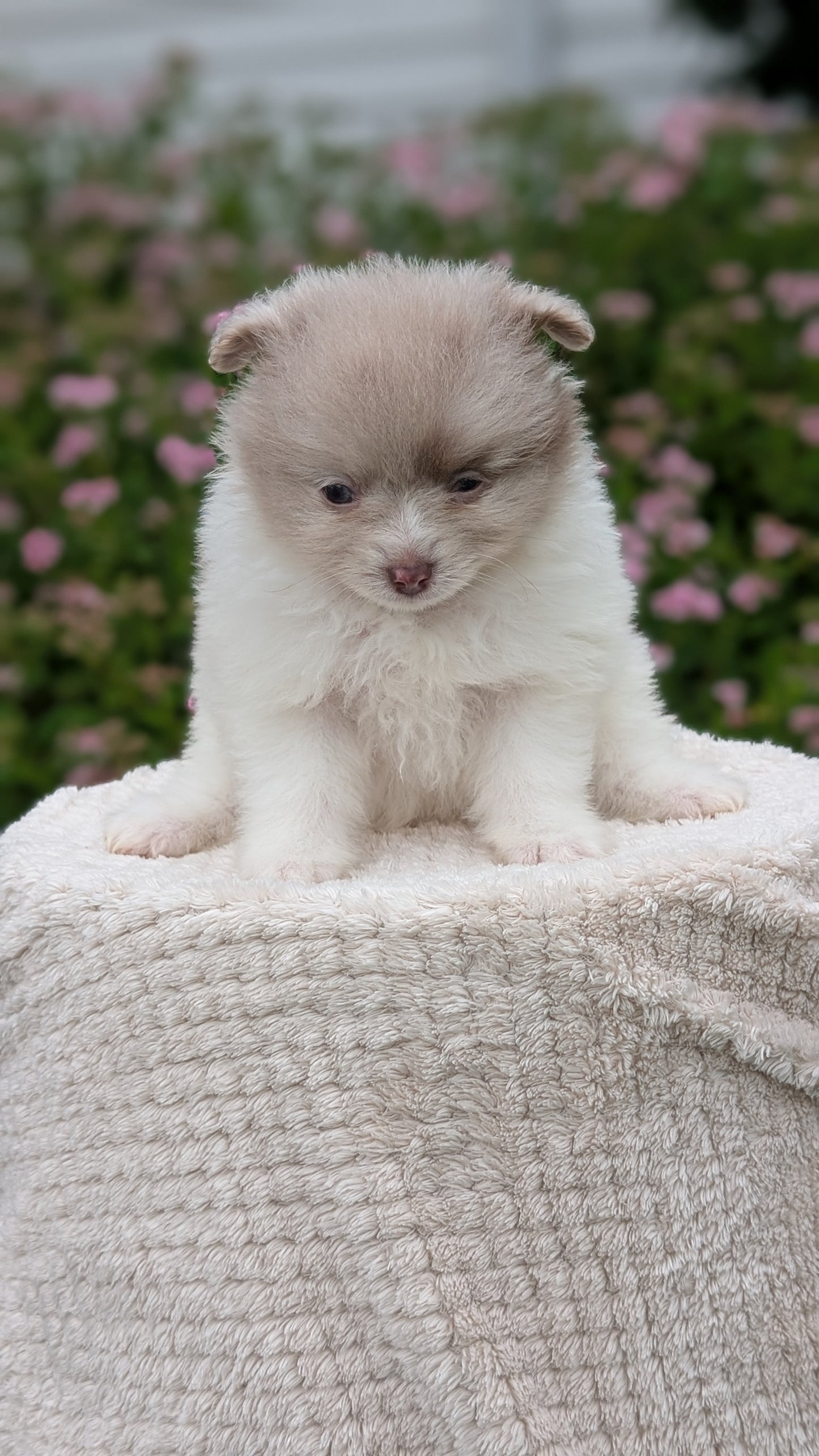 POMERANIAN (04/22) FEMALE