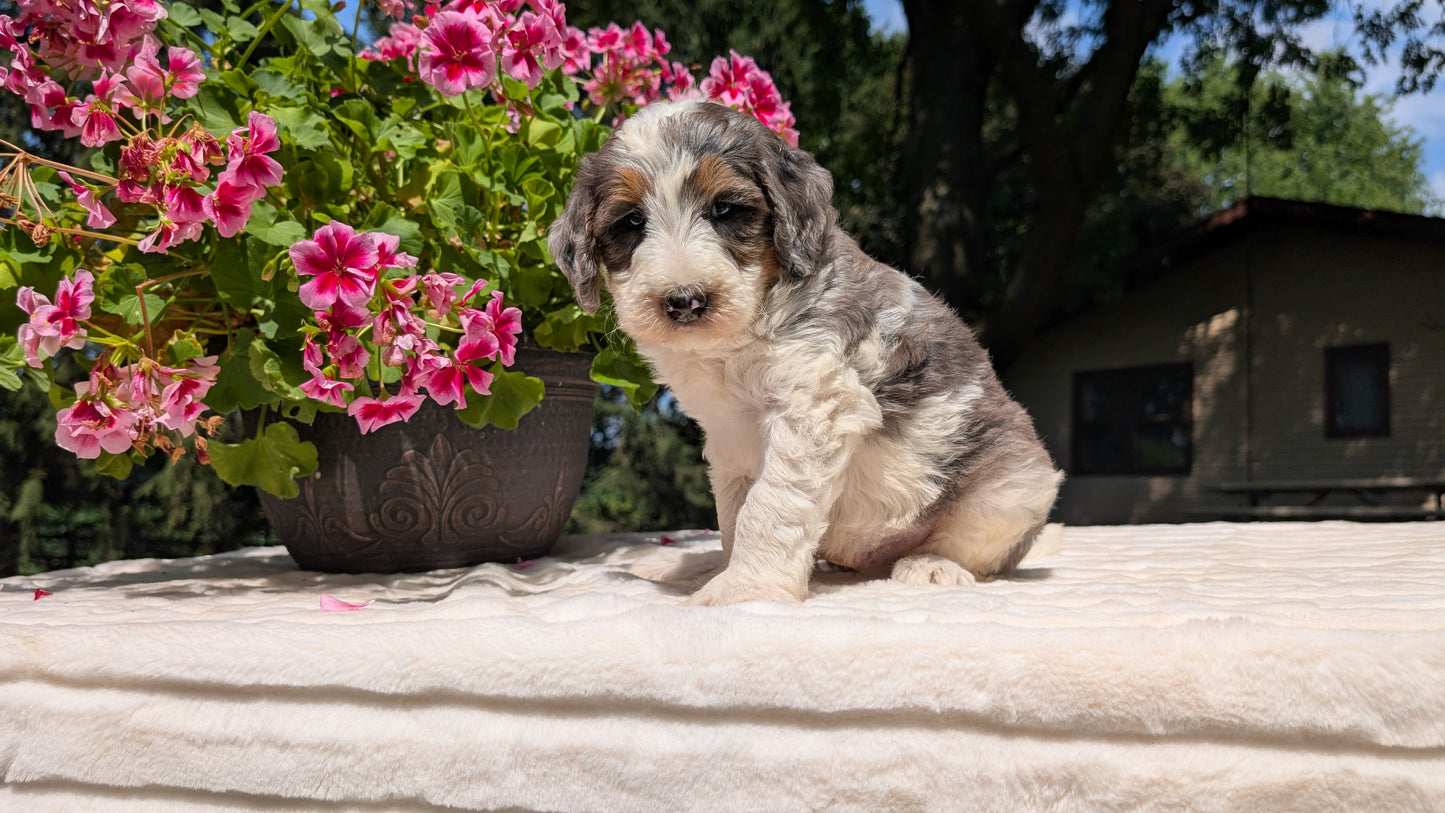 MINI BERNEDOODLE (06/11) MALE