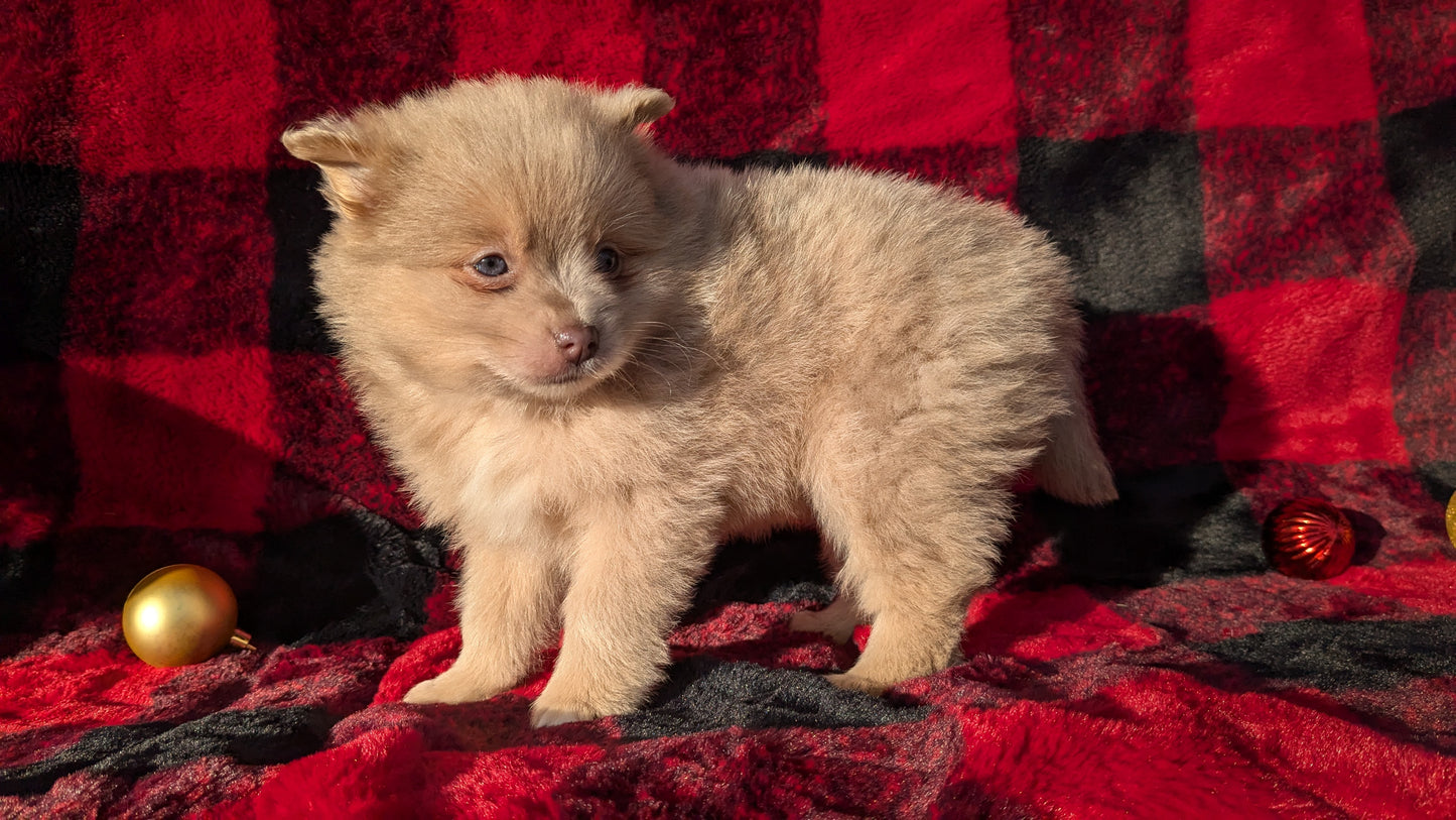 POMERANIAM (10/01) FEMALE