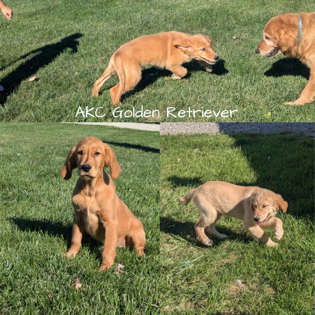 GOLDEN RETRIEVER (06/24) FEMALE
