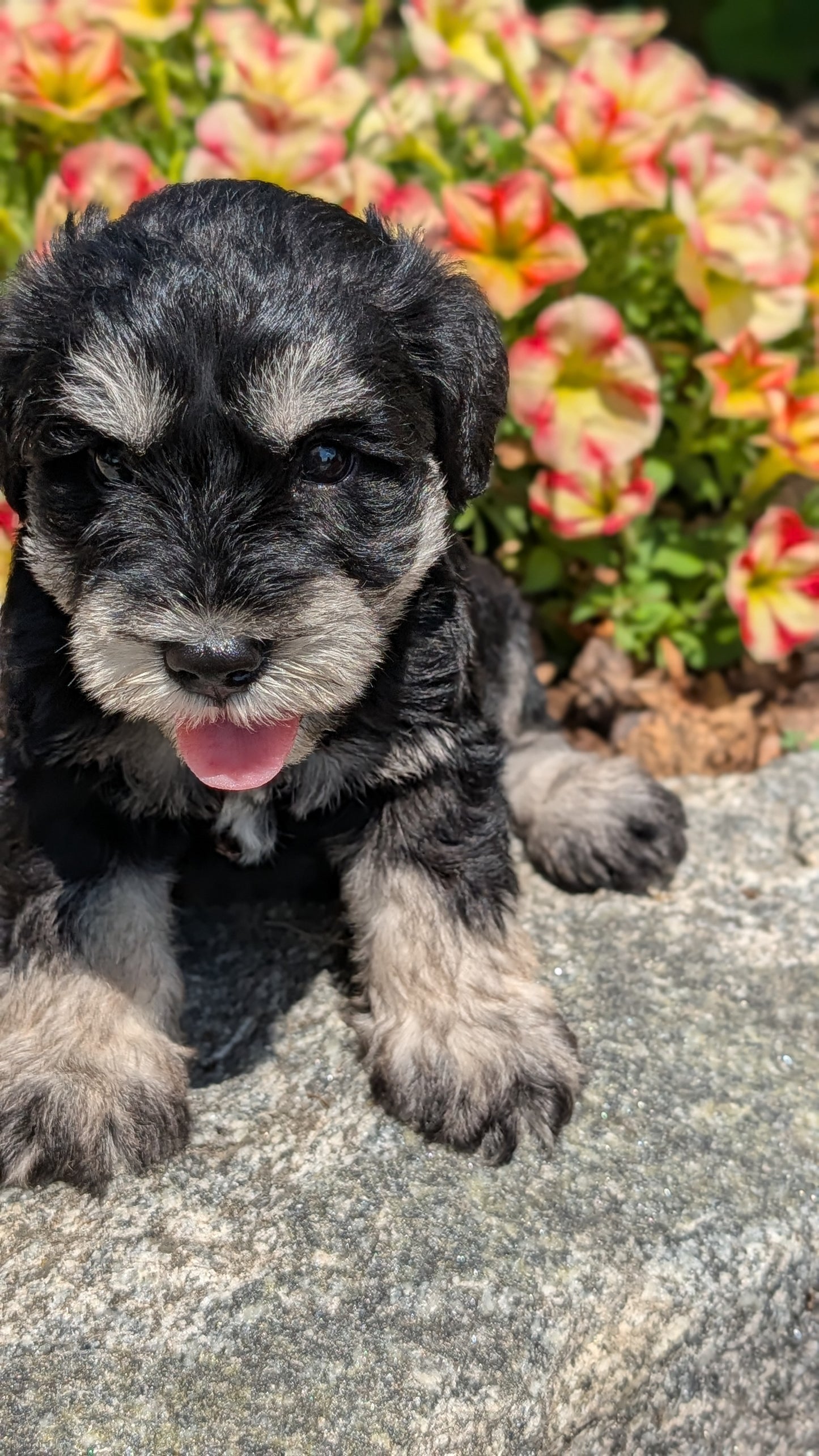 MINI SCHNAUZER (05/29) MALE