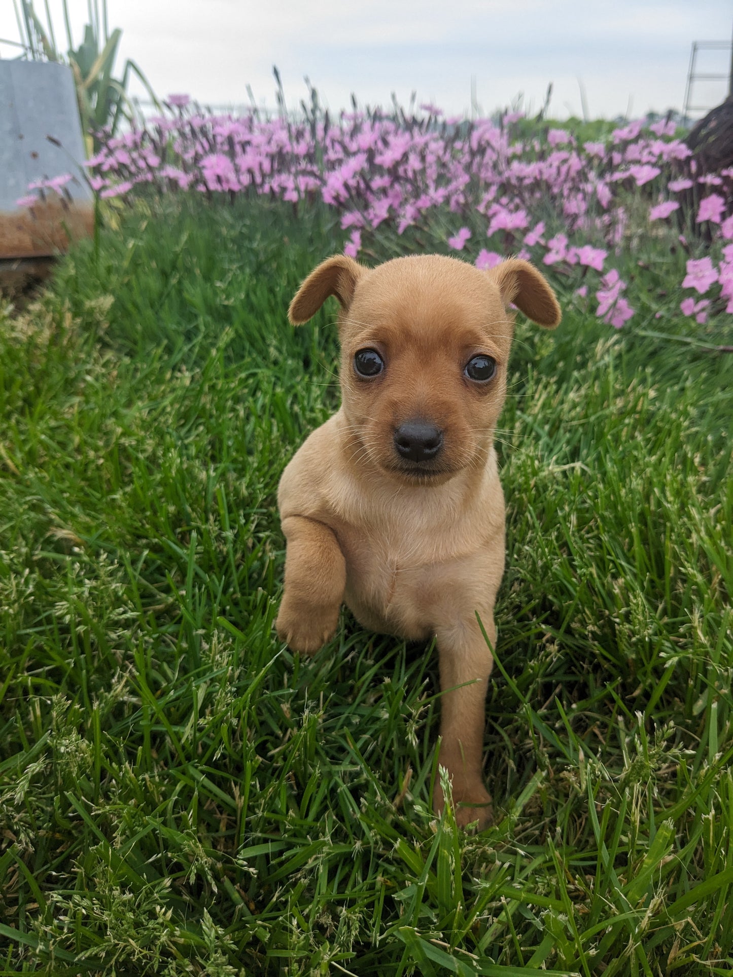 MINI PINSCHER (04/10) FEMALE