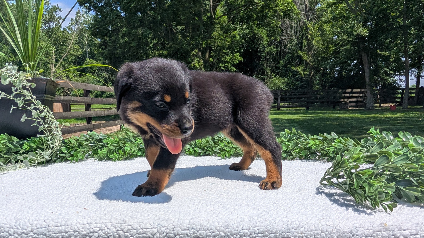 ROTTWEILER (05/28) FEMALE