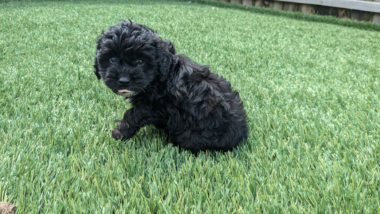 COCKAPOO (06/28) MALE