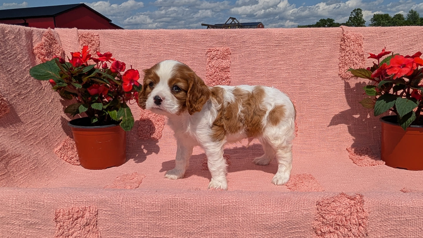 CAVALIER (05/06) MALE
