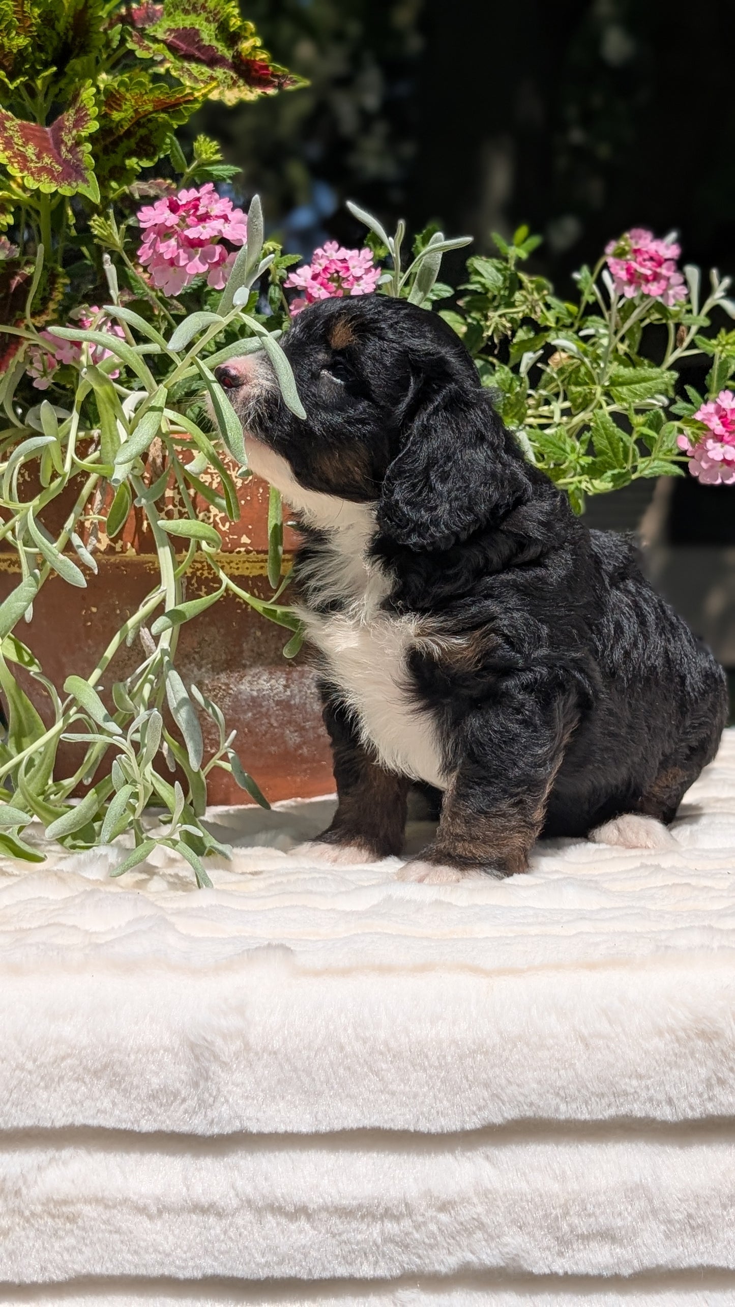 MINI BERNEDOODLE (06/11) MALE