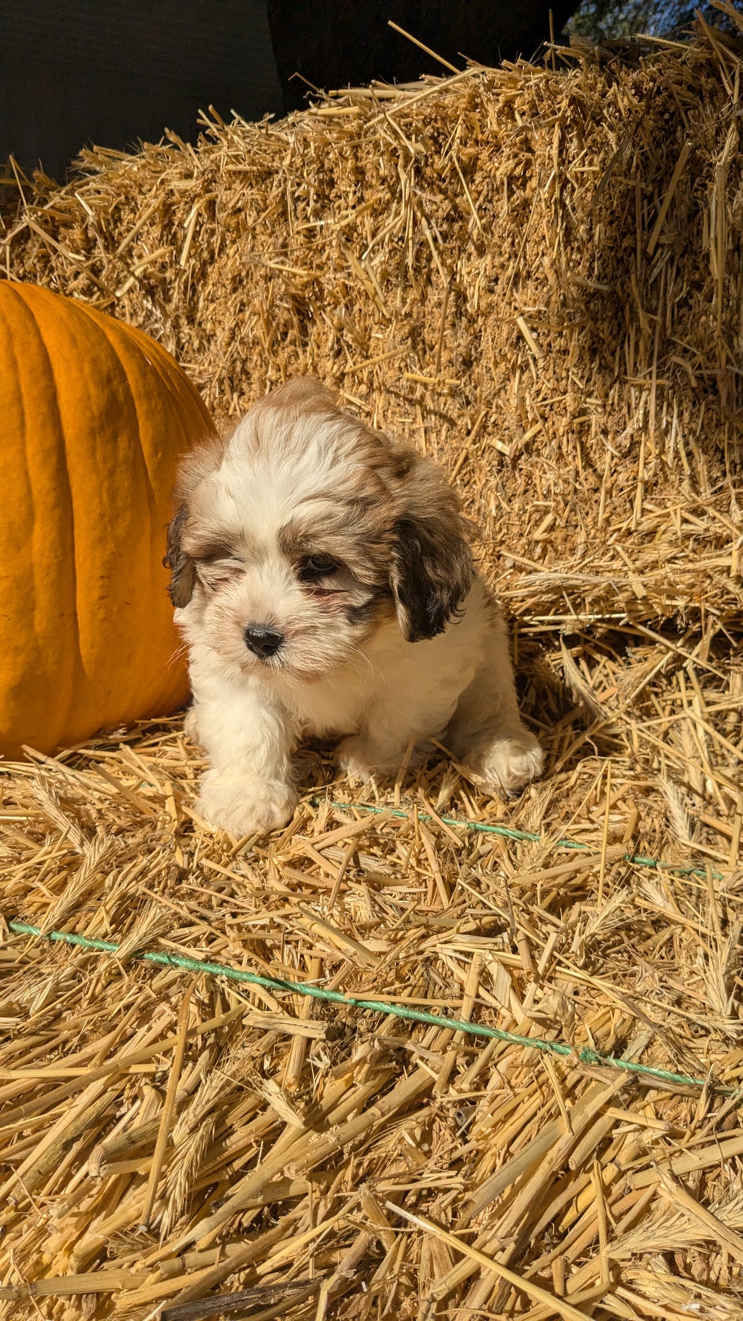 TEDDY BEAR (08/16) MALE