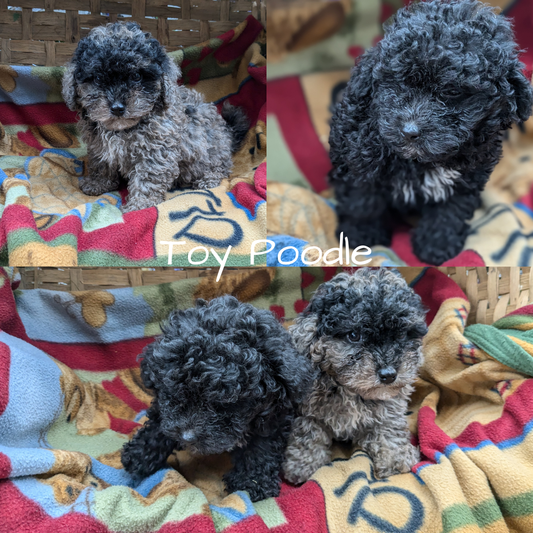 TOY POODLE (09/07) MALE