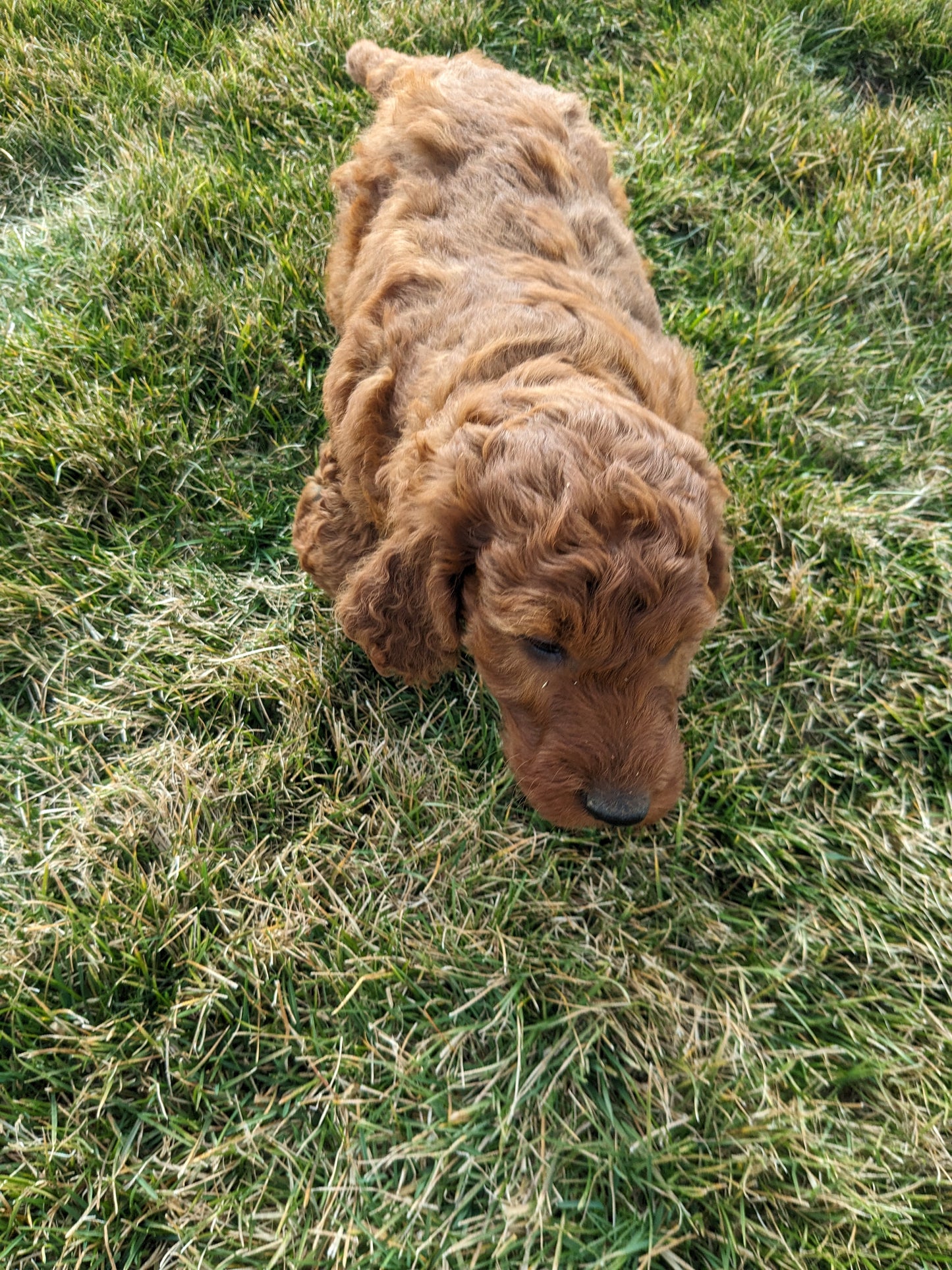 IRISH DOODLE (1/31) FEMALE