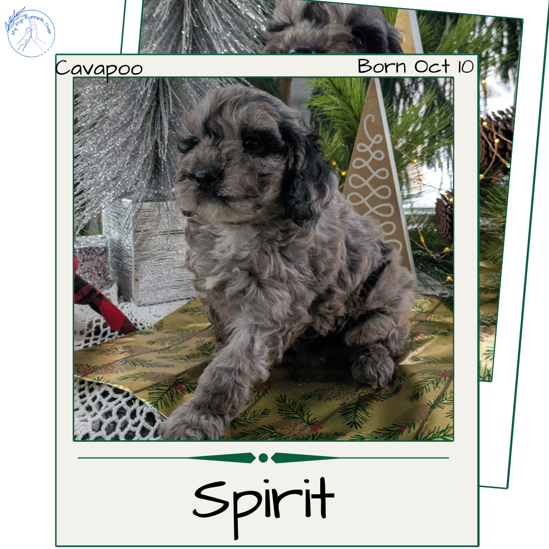 CAVAPOO (10/10) MALE