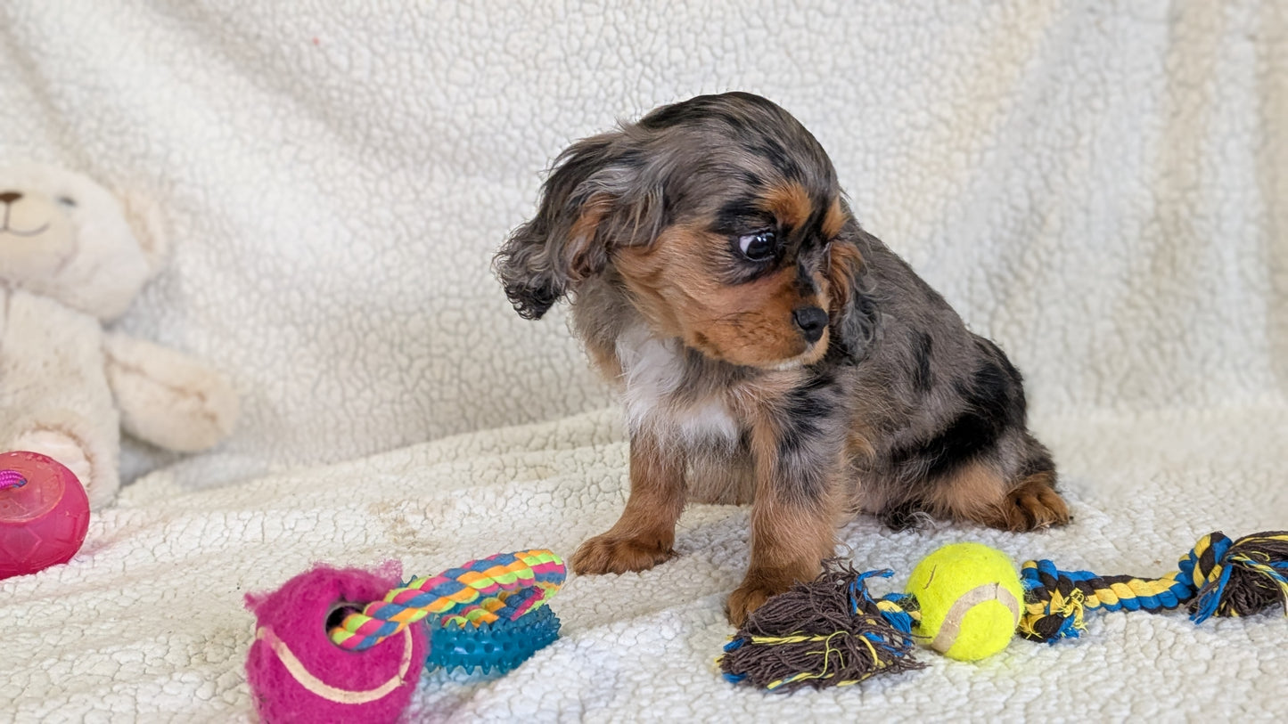 CAVALIER (12/22) FEMALE