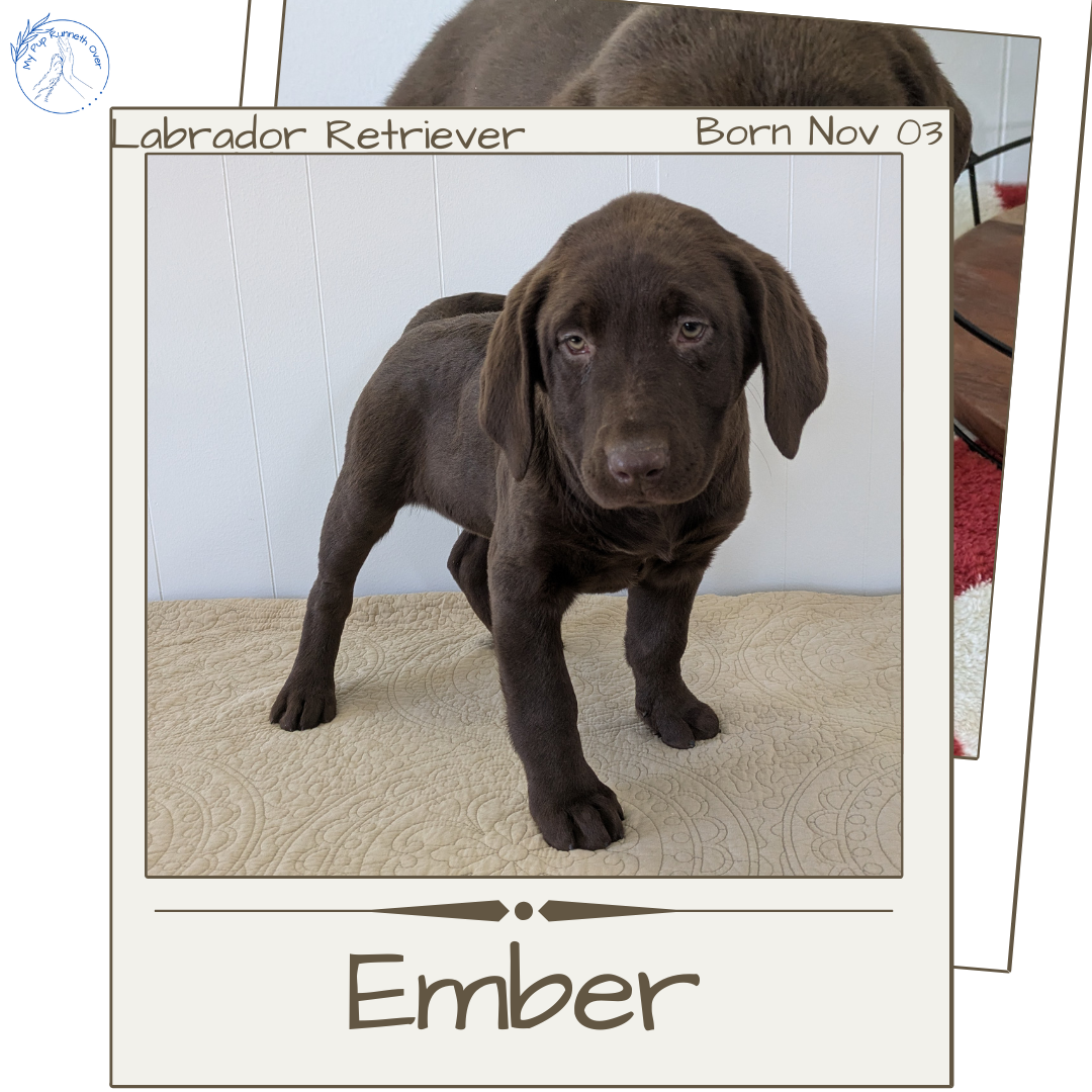 LABRADOR RETRIEVER (11/03) FEMALE