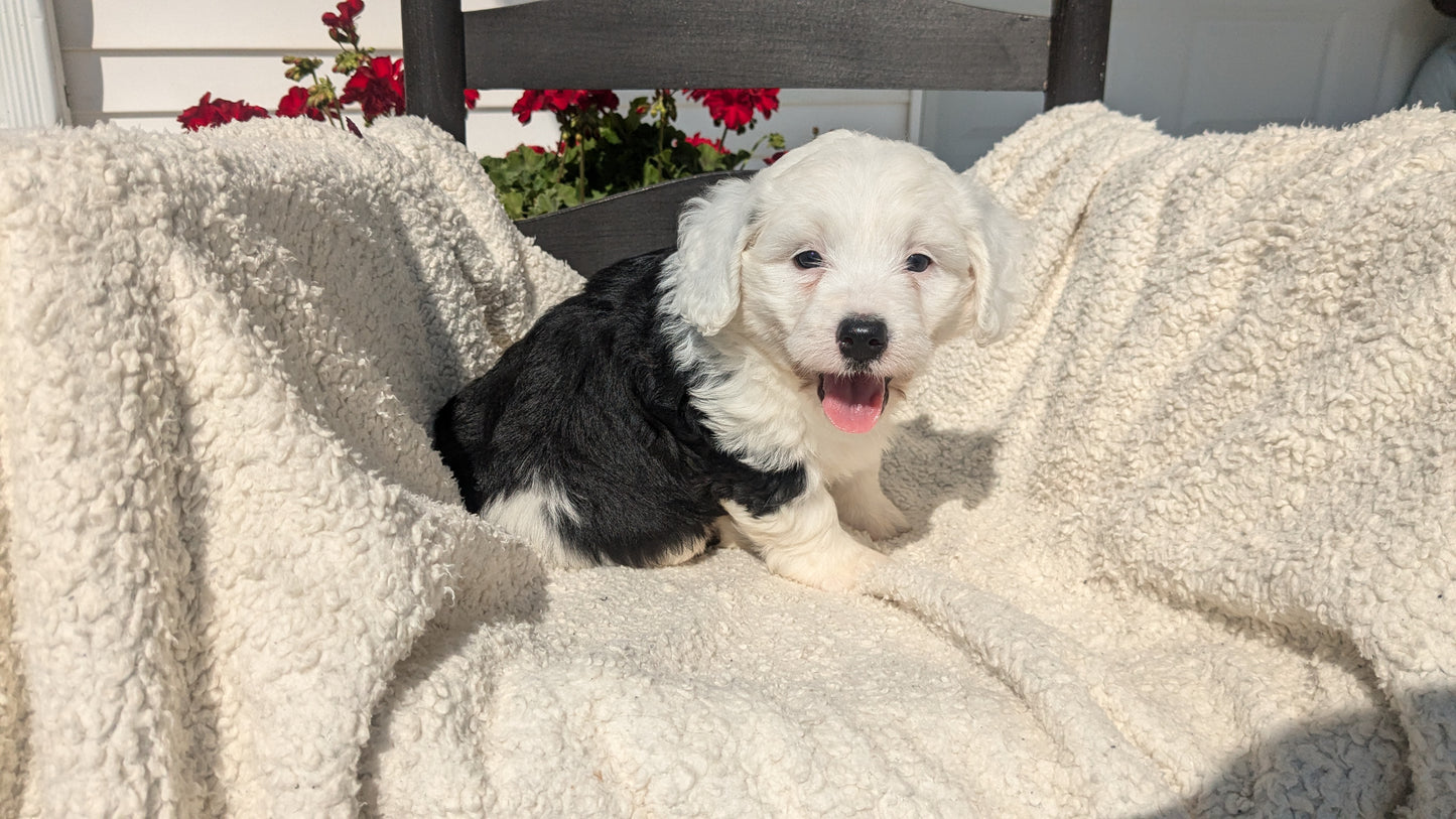 BERNEDOODLE (07/15) FEMALE