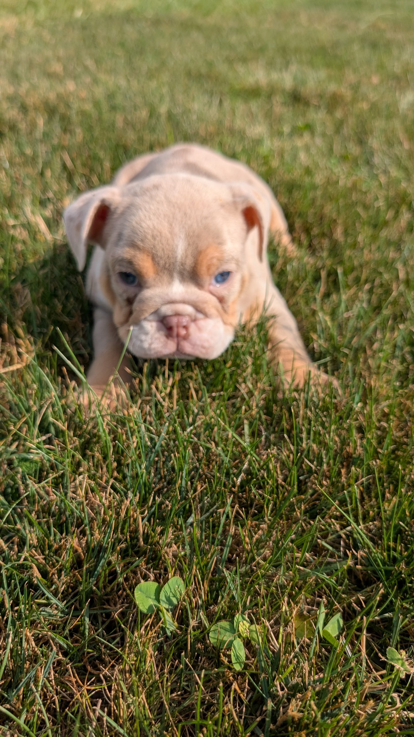 ENGLISH BULLDOG (06/30) MALE