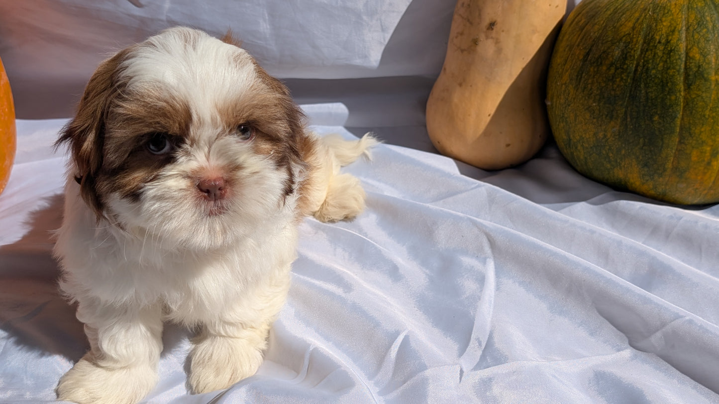 SHIH TZU (07/18) MALE