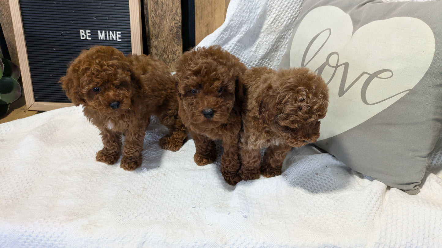 TOY POODLE (12/20) FEMALE