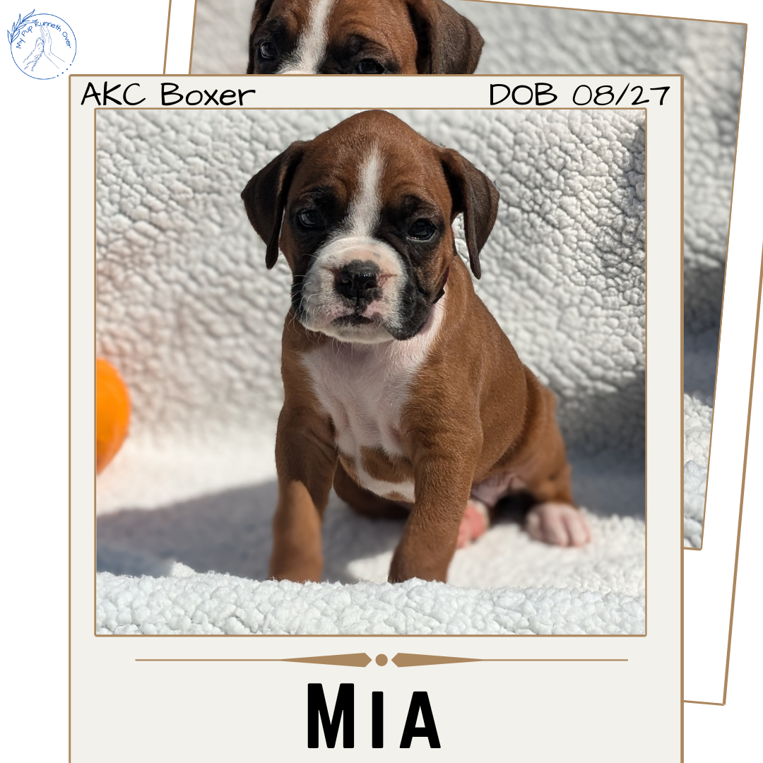BOXER (08/27) FEMALE