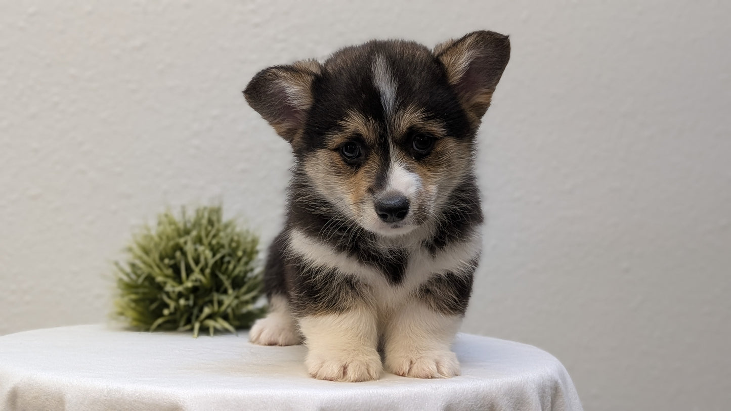 CORGI (JAN 05) MALES
