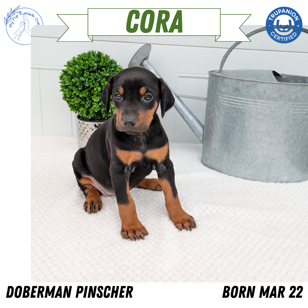 DOBERMAN PINSCHER (03/22) FEMALE