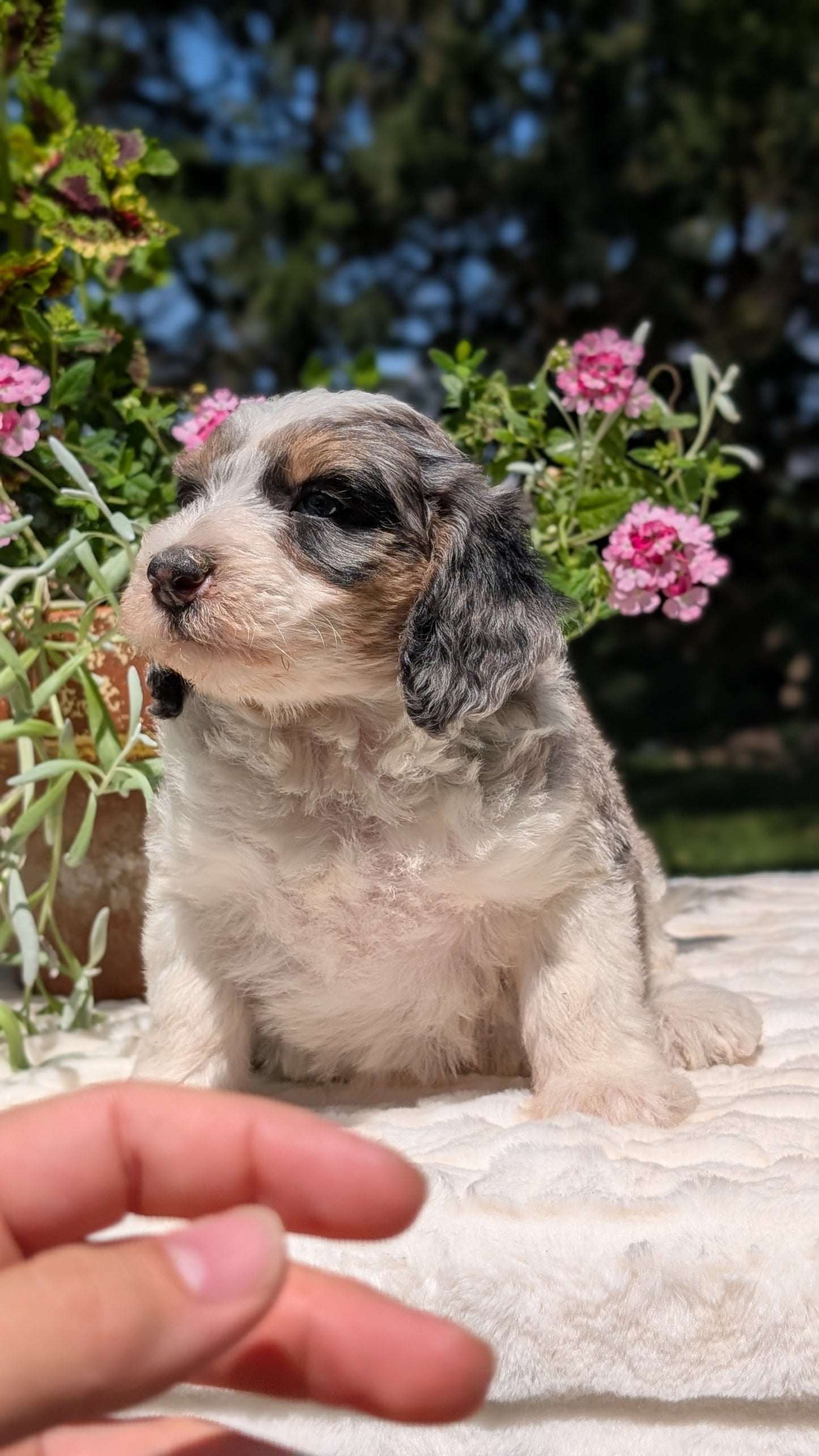 MINI BERNEDOODLE (06/11) FEMALE