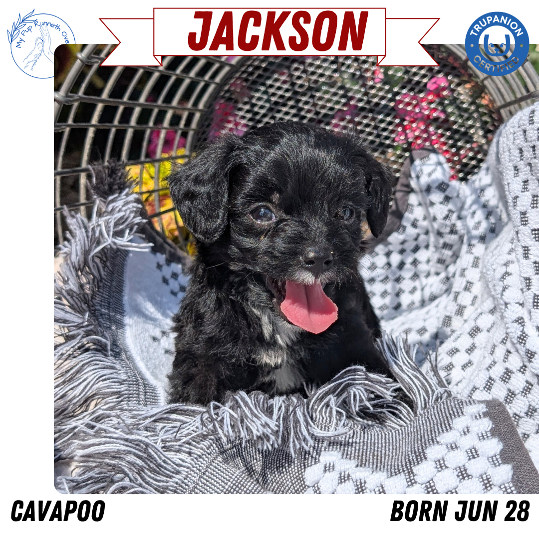 CAVAPOO (06/28) MALE