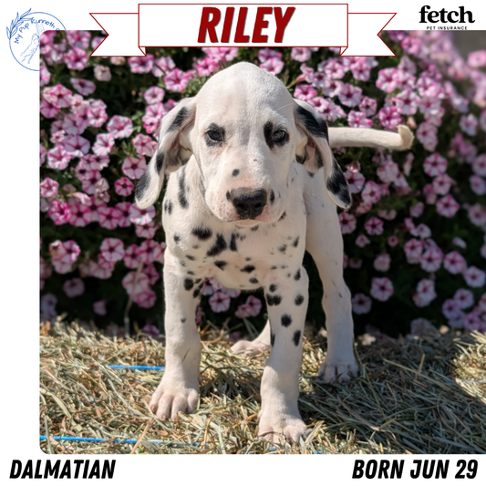 DALMATIAN (JUN 29) MALES