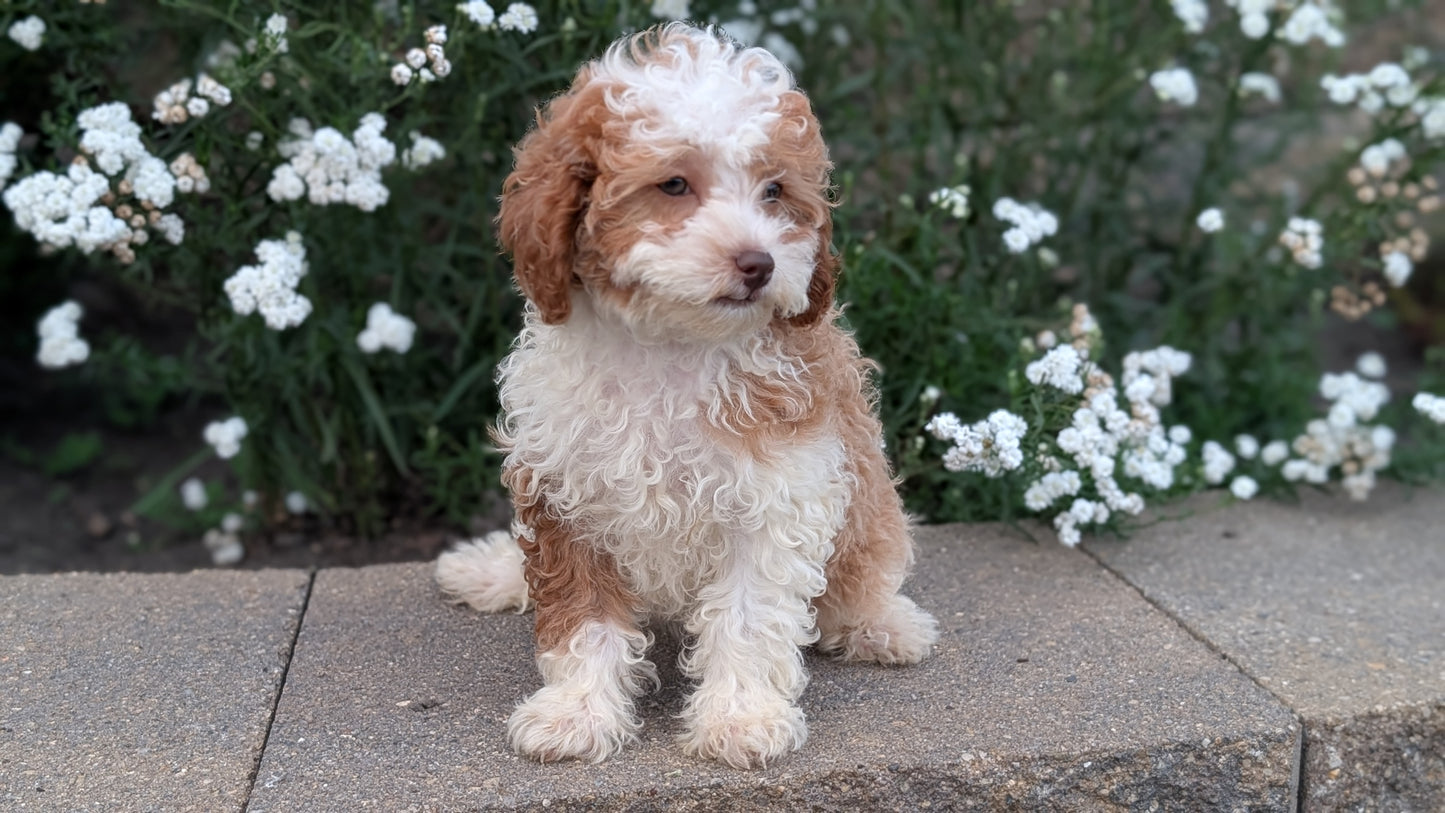 CAVAPOO (05/29) FEMALE