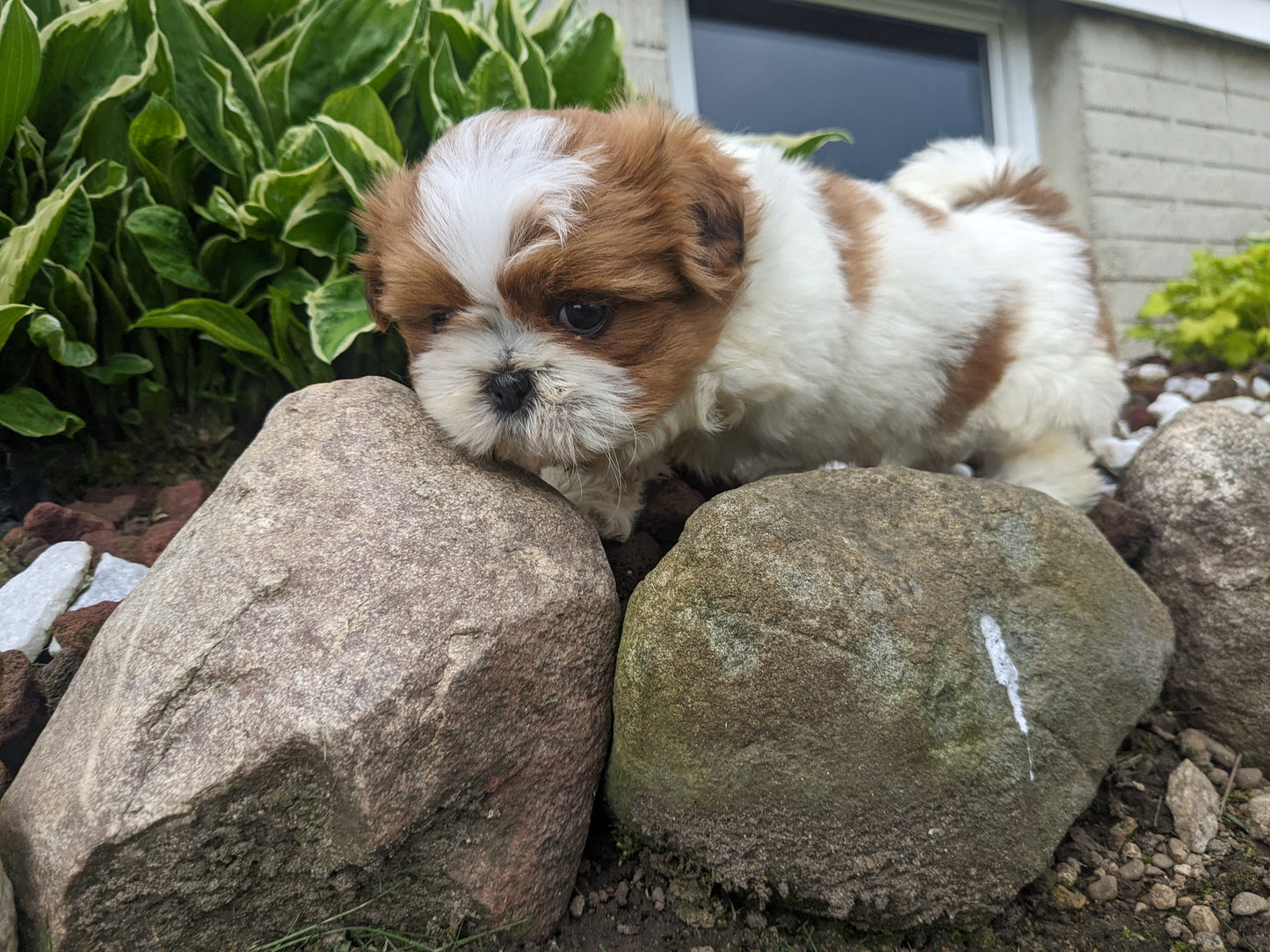 SHIH TZU (03/17) MALE
