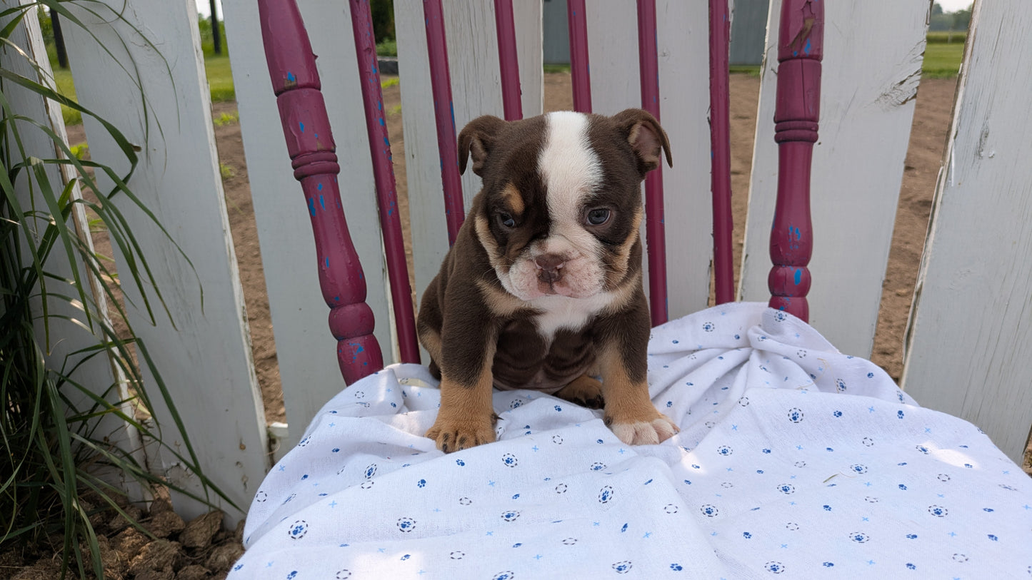 ENGLISH BULLDOG (04/18) MALE