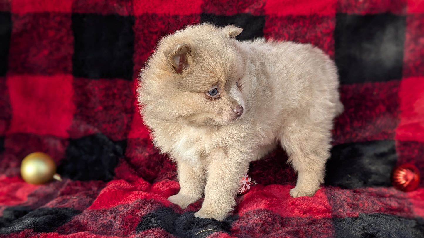 POMERANIAM (10/01) FEMALE
