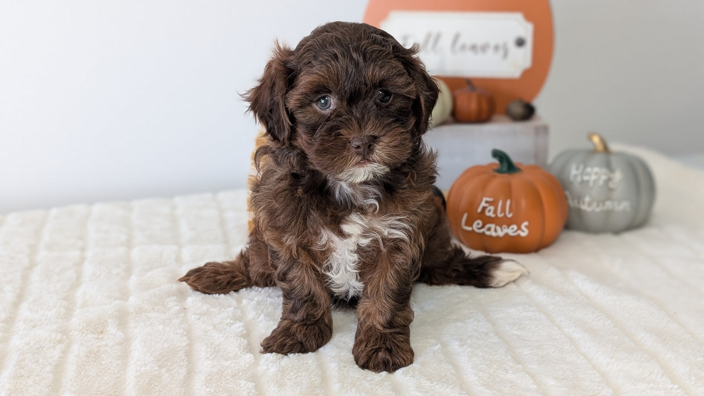 SHIHPOO (07/26) FEMALE
