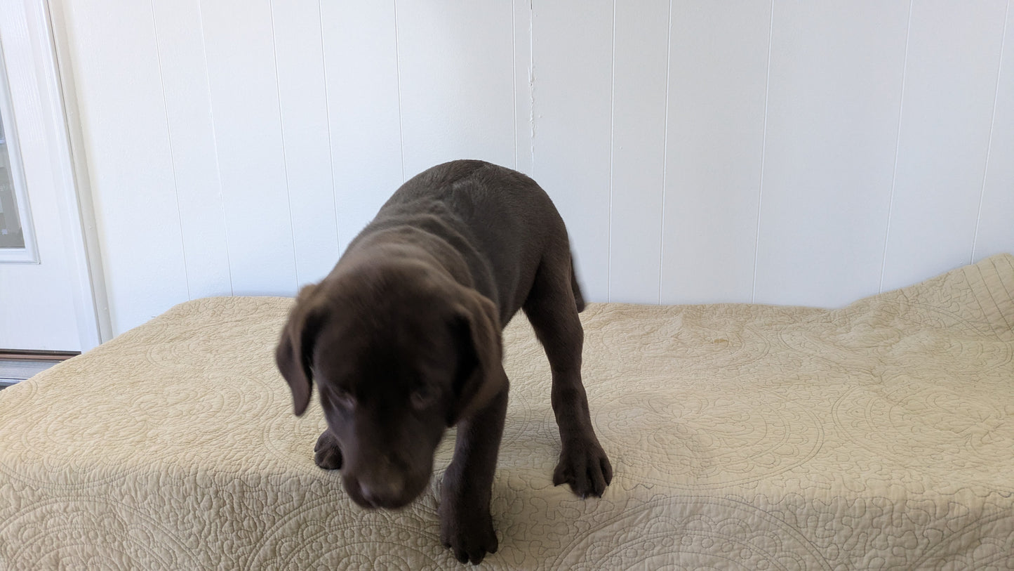 LABRADOR RETRIEVER (11/03) MALE