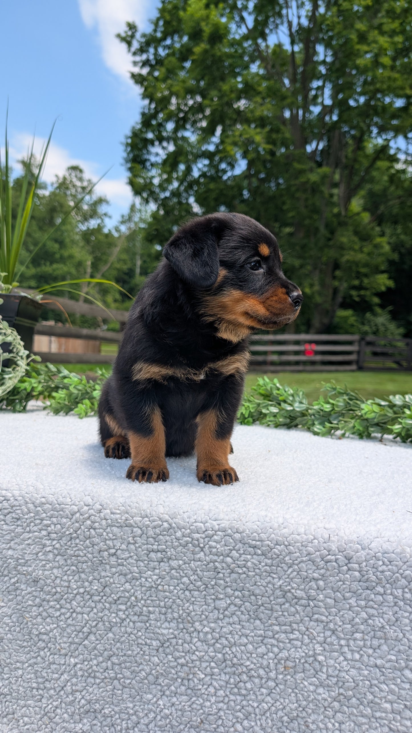 ROTTWEILER (05/28) FEMALE