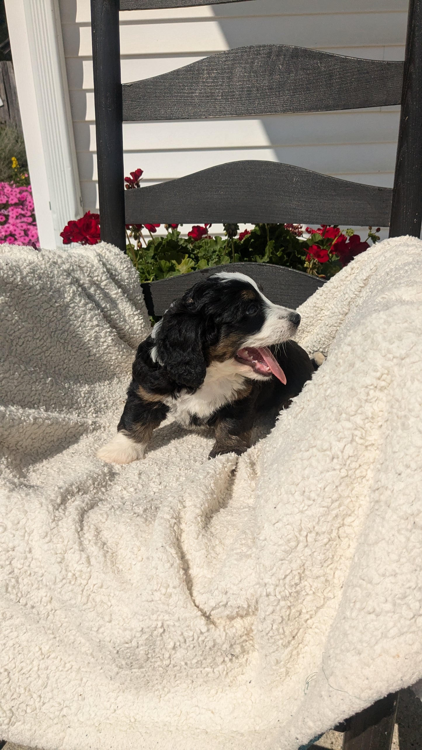 BERNEDOODLE (07/15) FEMALE