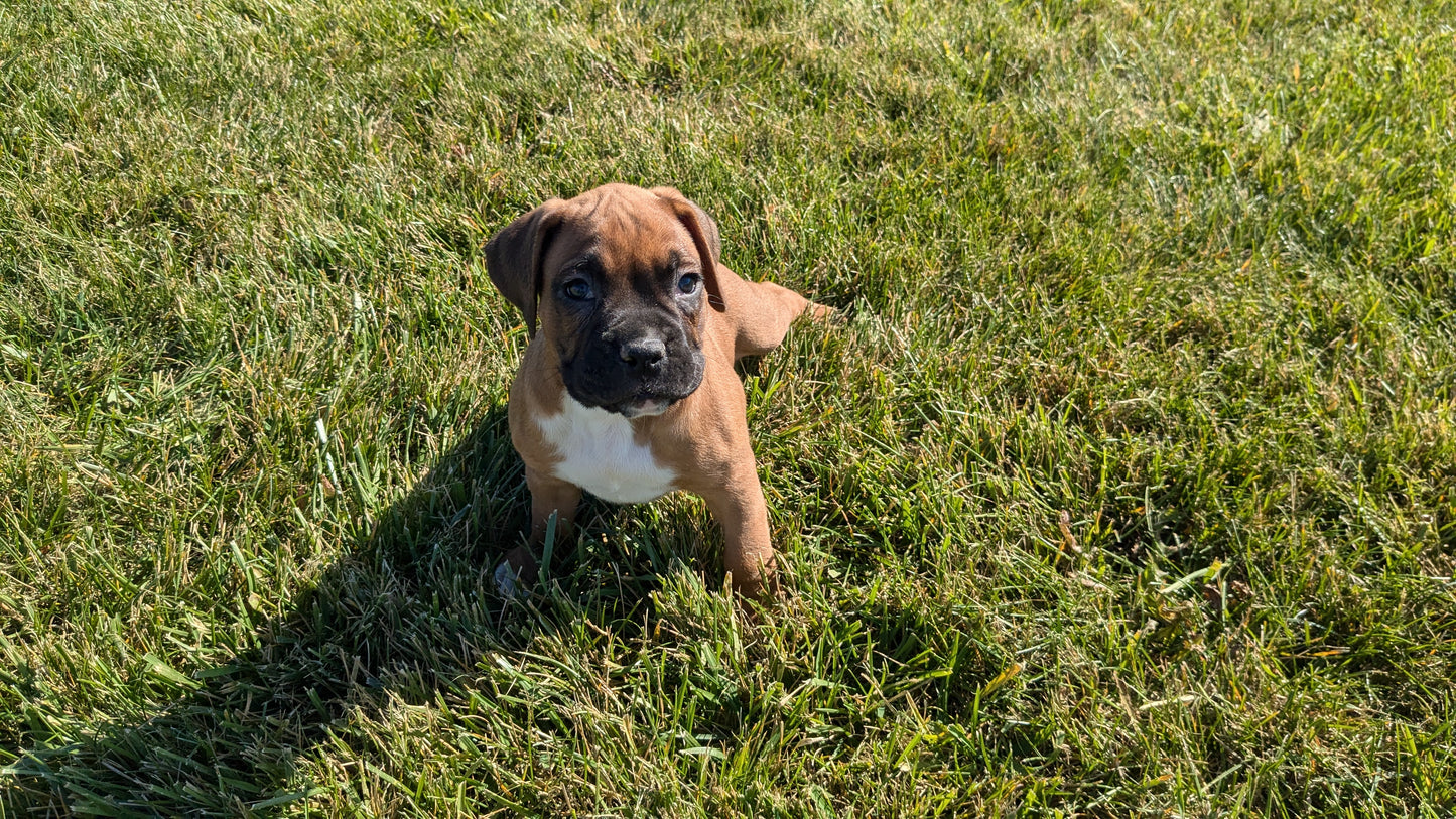BOXER (09/08) MALE