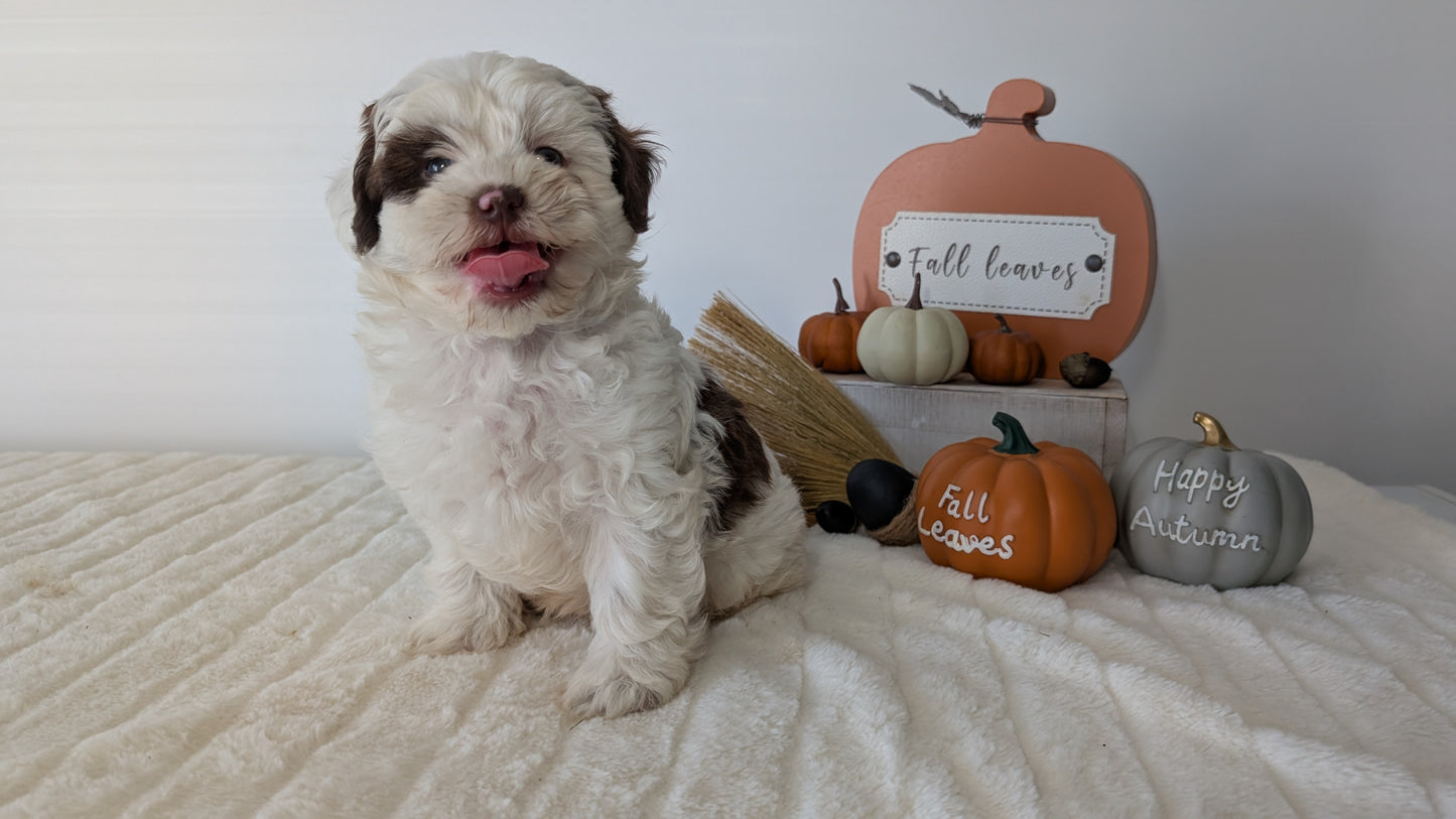 SHIHPOO (07/26) MALE